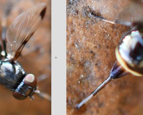 Euxesta notata